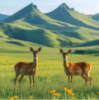 WWW,561se·COM网站APP